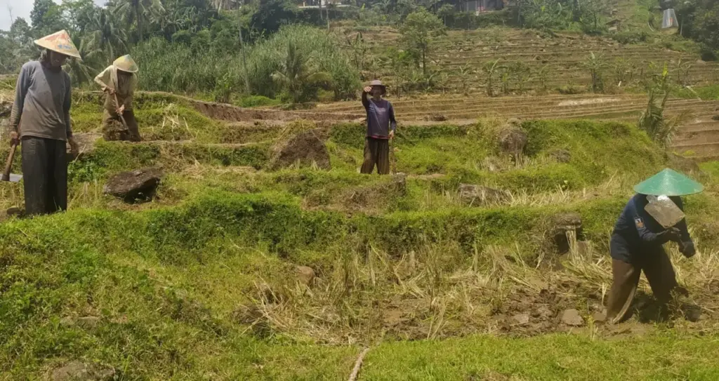 Masa Tanam Kedua Tidak Merata