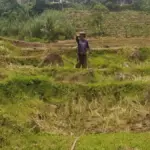 Masa Tanam Kedua Tidak Merata