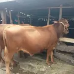 DKP3 Awasi distribusi Hewan Kurban